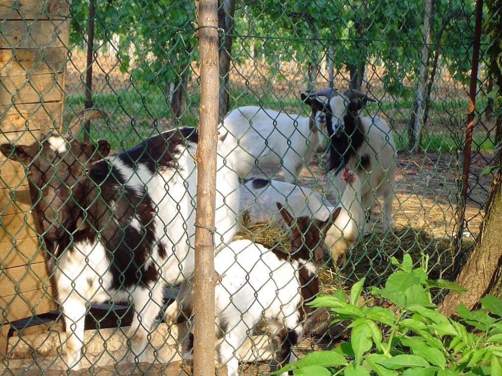 Sant'Andrea Agriturismo Con Cantina Martignago Vignaioli Asolo Prosecco Docg Wines مازِر المظهر الخارجي الصورة