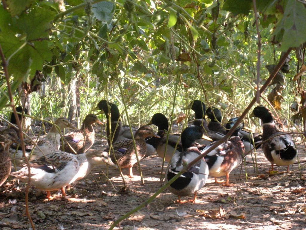 Sant'Andrea Agriturismo Con Cantina Martignago Vignaioli Asolo Prosecco Docg Wines مازِر المظهر الخارجي الصورة