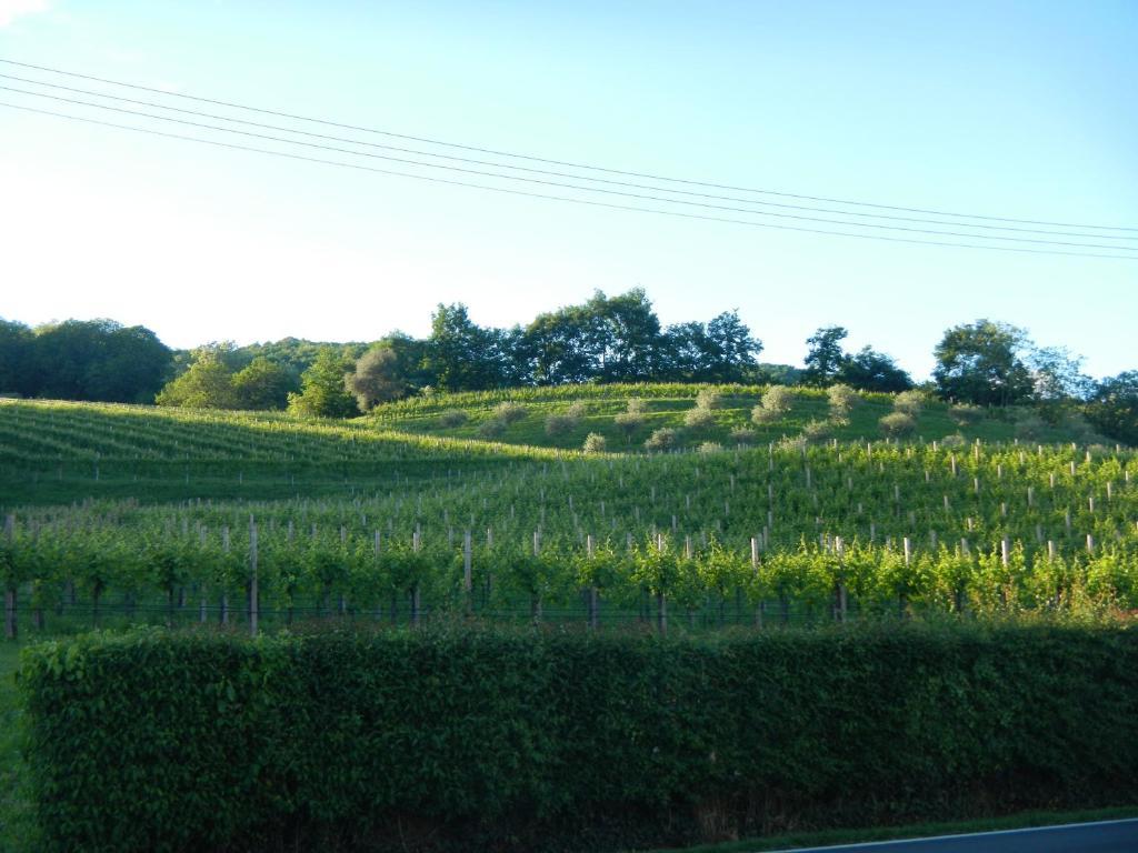 Sant'Andrea Agriturismo Con Cantina Martignago Vignaioli Asolo Prosecco Docg Wines مازِر المظهر الخارجي الصورة